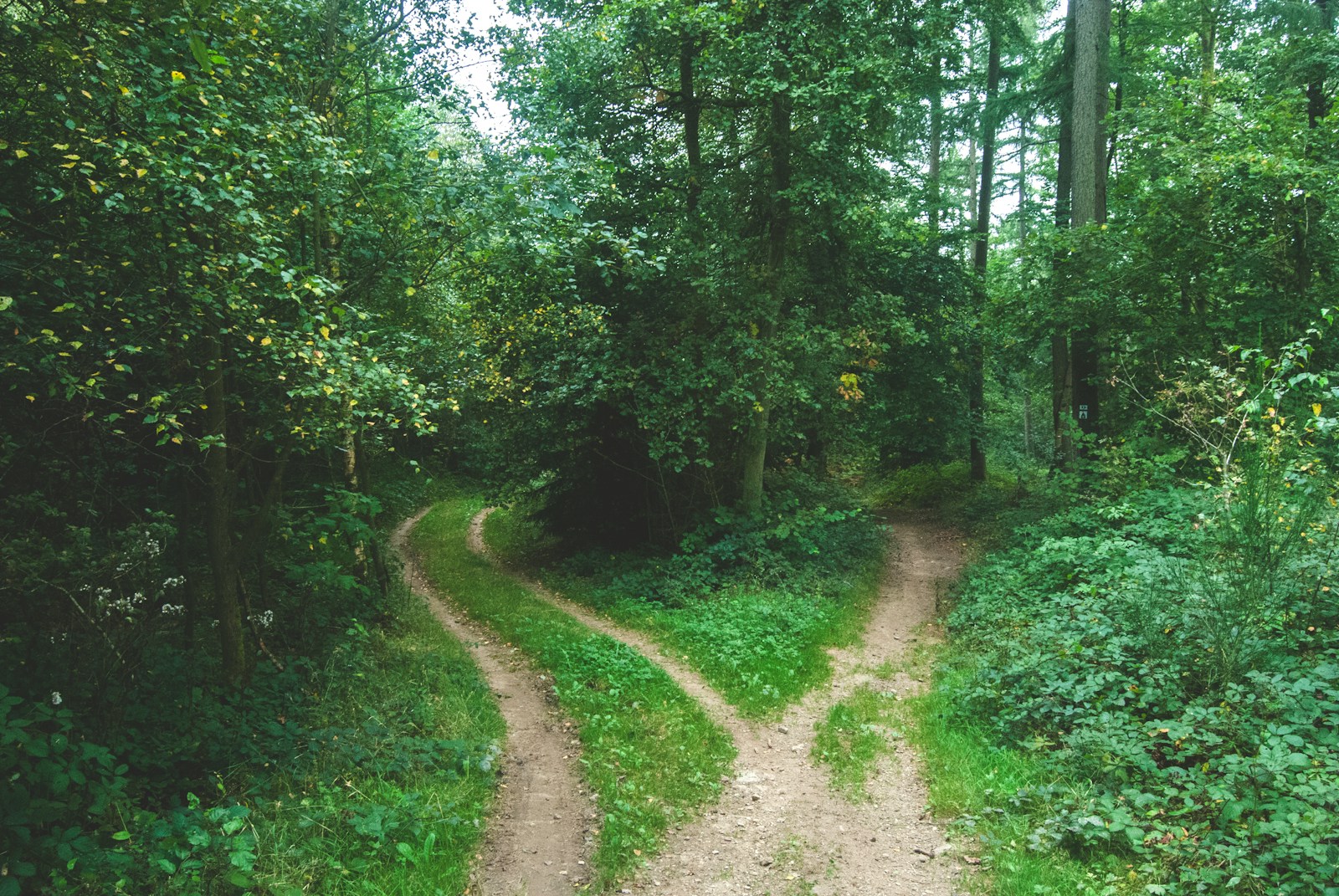 Two forest paths diverging